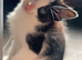 CUTE KITTENS FOR SALE