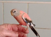 HAND-REARED BABY PINK BOURKE