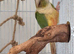 Bonded pair of conures