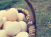 Hatching eggs available! Welsummer, buff orpingtons, mix colour pekins, ginifowl