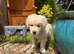 Beautiful boy looking for forever home