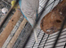 Baby budgies