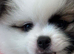 2 Tiny Teddy Pomeranian Puppies for sale