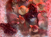 Day old Indian Runner Ducklings