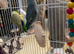 Pair of parrotlets Male and Female