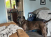 Cane corso x Amstaff