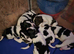 Nice young puppy's