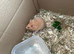 Syrian Hamster Baby Boys - Ready Now