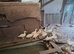 Muscovy ducklings for sale.....