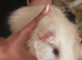 3 baby girl guinea pigs