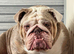 English bulldog puppies
