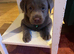 2 Girl Silver Labrador puppies for sale ready 20/9/ 2026