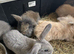 Mini Lion lop bunny rabbits for sale