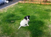 Jack Russel