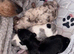 Beautiful litter of tiny Daschunds ️REDUCED