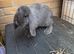 French Lop Doe