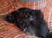 3 x male ragdoll x tabby kittens