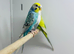 Budgies