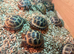 3 Horsfield tortoises