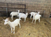 Cute super friendly Goats
