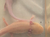 Axolotl eggs