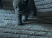 (One boy left now )have first litter of five amazing Bsh blues kittens(one boy left)