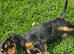 Cavalier King Charles Spaniel Puppies