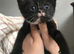 Female kitten