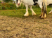 Mare 5 year old