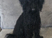Looking for a forever home our sweet girl