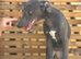 Blue female whippet kc reg