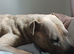 Beautiful wrinkly puppies