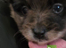 Pretty Pomeranians
