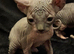 Blue and cream Canadian sphynx
