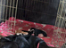 Beautiful Cocker Spaniel Puppies