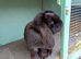 Pure mini lop ready to reserve