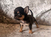 Chihuahua black tri male ready now XXS