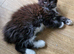 Pedigree maine coon kittens