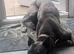 Very reluctant rehoming of my whippet bull mix