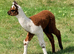 Special breeding group of 10 stunning Alpaca