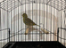Good quality fife canaries
