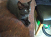 Adorable kitten ready now