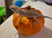 100% Het Zero / 100% Het Translucent, Visual Hypo Bearded Dragons