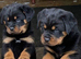 Kc registered very chunky solid pups