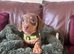 4 gorgeous chocolate mini dachshund puppiespuppies