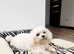 Beautiful tiny Maltipoo boy
