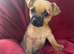 Jack Russell/Yorkshire terrier puppy’s