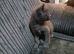 Fully grey kitten 8weeks old