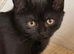 Magical New Year&rsquo;s Eve Kittens & Their Clever Dad