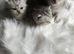 Kittens looking for sweet home.